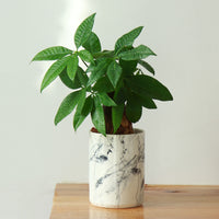 Marble Plant Pot